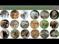 Wild animals in pakistan   part 1