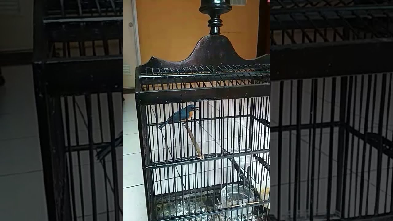 Cara menjinakkan burung tledekan 