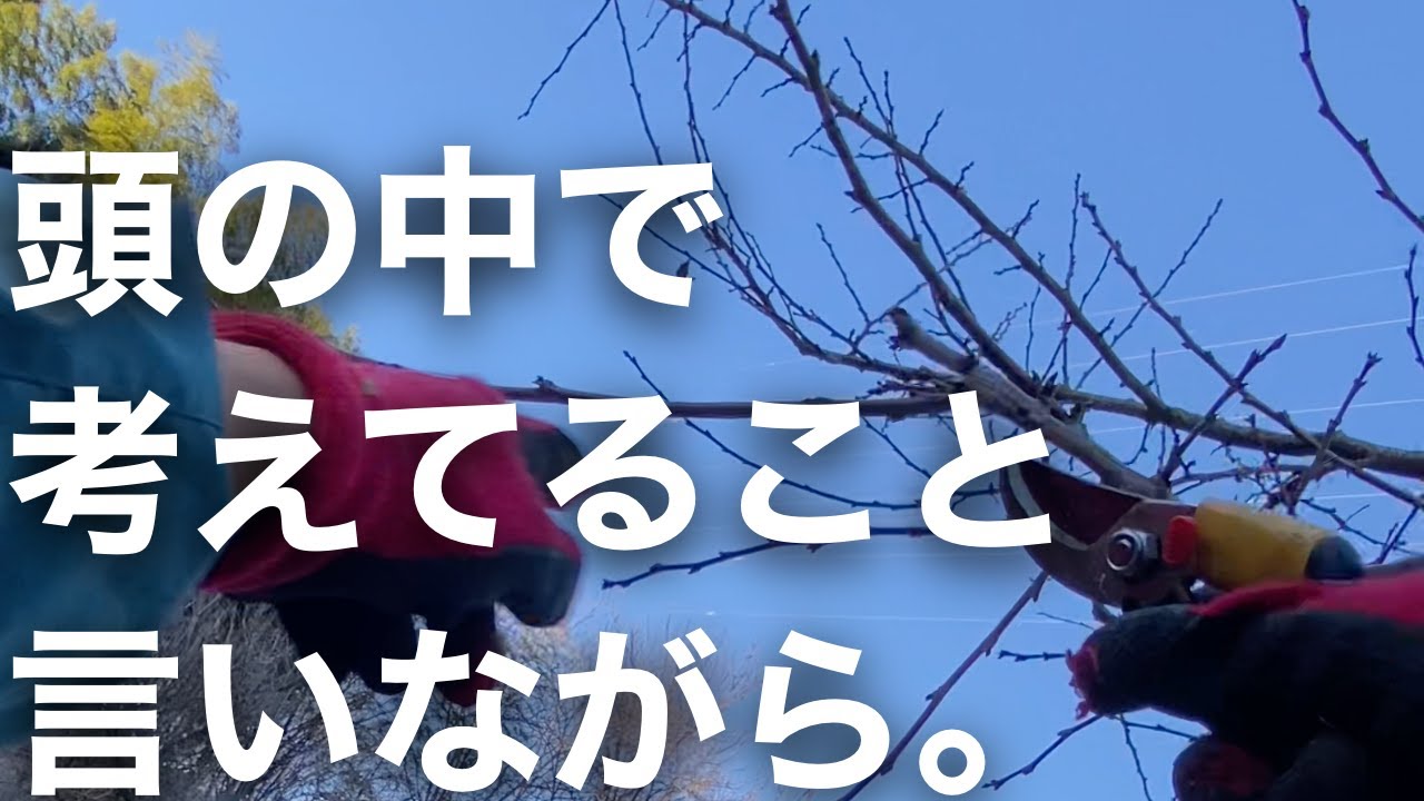 【すももの剪定 pt.2】初心者に話すつもりで、いつも「こうやって切ろう」と考えてることを話しながら。
