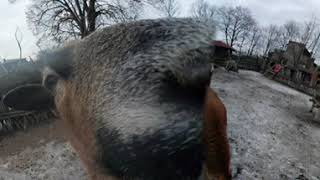 VR 360° video - Ovce kamerunské, ZOO Safari Park Dvůr Králové