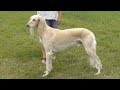 Dog Breed Video: Saluki の動画、YouTube動画。