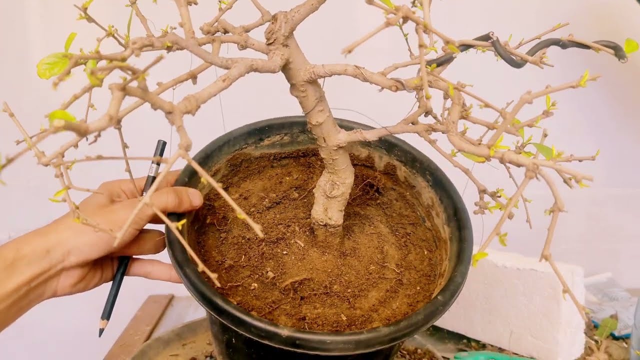 How to Add Character in Bonsai | Bonsai Passion | T A R I Q