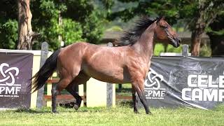 10 - FULANA BARSAPOLLO