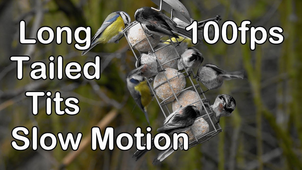 Long Tailed Tits In Slow Motion 2023 Youtube 