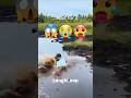 funny videos 😱😭 #shorts #funny #fail
