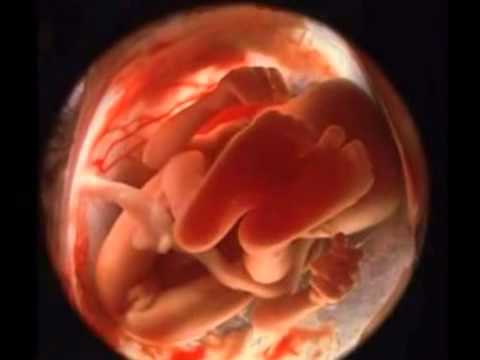 Video: 20. Týden Těhotenství - Vývoj Plodu, Ultrazvuk, Pohyb, Pocity