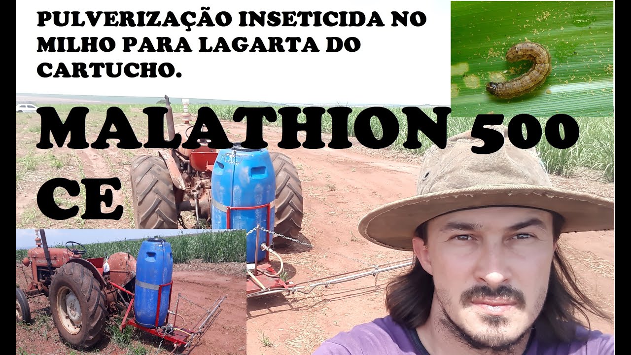 Pulverização inseticida Malathion no milho para controlar lagarta | milho atacado pela lagarta