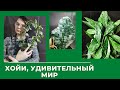 Хойи, Моя Коллекция//ОНИ ЗАВОРАЖИВАЮТ//КУДА Я СМОТРЕЛ ВСЕ 4 года......