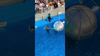حوض الدلافين في اوديسا اوكرانيا