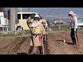 Potato farming in japan farmer fashion and country home style cooking in rural japan