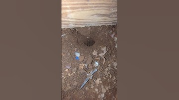 Is There A Chicken Predator Around The Barn? #chickencoop