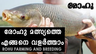 Rohu fish farming in Kerala | carp fish farming | രോഹു |  Rohu breeding and features