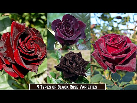 9 Types Of Black Roses | Black Rose Varieties - Youtube