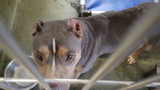 acs A688346