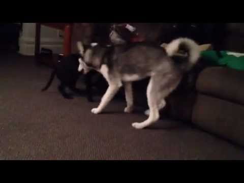 ***Adopted*** Voiceless-MI Rescue Star's puppy Jack at 11 weeks
