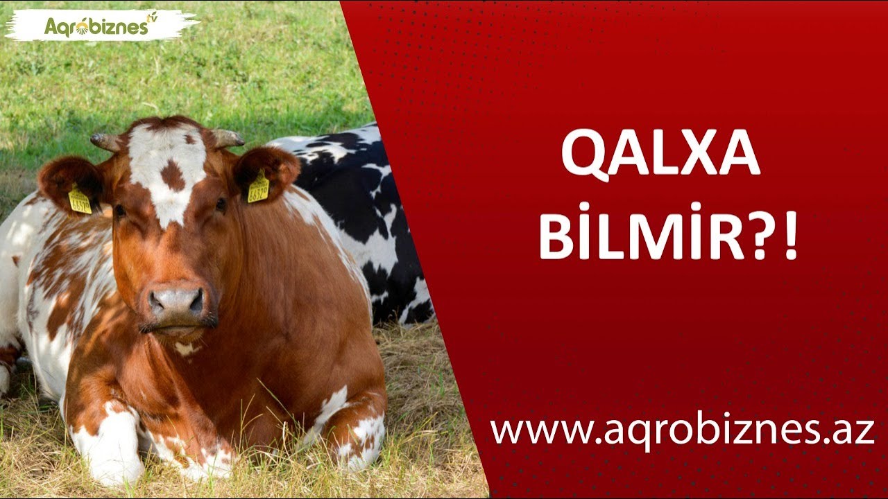 Heyvanlar yatır, amma qalxa bilmirsə...