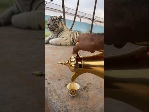 شرب قهوة عربية مع النمر