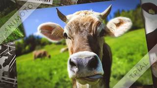 Die Milch unserer Mütter
Ausbeutung der Kühe durch den Menschen
1. Einsperren männlicher und weiblicher Kühe
2. Künstliche Samen-Entnahme von Vaterkühen
3. Schlachtung der Vaterkühe
4. Künstliche Besamung/Schwängerung der Mutterkühe
5. Entreißen der Kälber (Baby-Kühe) von ihren Müttern
6. Tötung der Kälber (Kindermord)
7. Zwangsmelken der Mutterkühe bis sie ausgedient haben
8. Ermordung der Mutterkühe
✅ Hier ein kurzes Video, wo einer Mutterkuh ihr Baby entrissen wird https://www.youtube.com/watch?v=u2N560PhEnU
✅ Hier die Bilder aus dem Video: https://flic.kr/s/aHsmL7iaAc
✅ Hier ein Überblick über den Veganismus: https://paper.dropbox.com/doc/Das-Veganer-Buch Atk9JrYKN9_tJbSmzCRGZFCfAQ-VvlMD3hS6psPeocsPF2Cp
Wissenschaftliche Studien zeigen, dass Milch unseren Knochen sogar Calcium entzieht und somit genau das Gegenteil von dem bewirkt, was man uns immer beigebracht hat. Das Calcium ist mitunter im ausgeschiedenen Urin nachweisbar. Außerdem zeigen Vergleiche zwischen verschiedenen Erdteilen, dass Menschen in Europa, in denen viele Milchprodukte konsumiert werden, viel mehr unter Krankheiten wie Osteoporose, also Knochenschwund, leiden als Menschen in Asien. Die Knochen werden durch die Milchprodukte regelrecht zersetzt. Auch enthält Milch Wachstumshormone, um das Wachstum der Kälber zu fördern. In einem ausgewachsenen Menschen wird dadurch jedoch das Wachstum von Zellen angeregt, die nicht mehr wachsen sollten. Es entstehen Tumore usw.
Und selbst wenn Milch gesund und tatsächlich förderlich für unsere Knochen wäre, dann würde das doch noch lange nicht bedeuten, dass wir wegen des Calciums auf die Milch angewiesen sind, da Calcium auch in vielen anderen Nahrungsmitteln, wie z. B. Gemüse. Hülsenfrüchten, Nüssen und Samen, enthalten ist.
Zudem besteht, wenn man Babys mit Kuhmilch füttert, die Gefahr von plötzlichem Kindstod. Untersuchungen haben ergeben, dass eine Million Babys pro Jahr durch Kuhmilch und kuhmilchhaltige Babynahrung sterben. So etwas ist mehr als erschreckend! Was passiert, wenn man Babys Kuhmilch füttert oder Formulas, Babynahrung: 2–4 mal höhere Wahrscheinlichkeit für Kindstod, 60% mal höhere Wahrscheinlichkeit für Lungenentzündungen, erniedrigter IQ, Verhaltensstörungen, blutiger Stuhl, Ohrentzündungen, Allergien usw, usw. .
Die milliardenschwere Milchindustrie zahlt etwa 100 Millionen Dollar pro Jahr für Studien, die aufzeigen, dass Milch doch kein Problem ist. Also 100 Millionen Dollar, um die Menschen zu überzeugen – und es funktioniert. Es funktioniert tatsächlich, weil - die Menschen fallen darauf herein.
All diese gesundheitsschädlichen Stoffe findet man immer nur in tierischen Produkten nicht in pflanzlicher Nahrung. Über 100.000 Studien gibt es bereits, die gesundheitsschädliche Auswirkungen von tierischen Produkten nachweisen (zu Fleisch, zu Fisch, zu Milch, Käse, Eiern usw.), aber es gibt nicht eine einzige Studie die irgendeine gesundheitsschädliche Wirkung von pflanzlicher Nahrung nachweist. Seltsam, oder? So gibt es Studien, die aufzeigen, dass bei Kuhmilchkonsum und Käse das Risiko für Prostata-und Hodenkrebs erhöht wird, dass das Parkinsonrisiko um 130%(!) erhöht wird. Unzählige Studien allein über gesundheitsschädliche Auswirkungen von Milch und Milchprodukten. Sollte uns das nicht zu denken geben? Kann es sein, dass wir als 100% reine Pflanzenesser uns artgerecht ernähren sollten und einfach unsere Nahrung essen?!
✅ Für weitere Details, siehe PDF: https://www.gandhi-auftrag.de/Milch_ist_Gift!!!.pdf
#GoVegan Die Milch unserer Mütter
