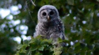 Baby barred owl call & funny moments flying
