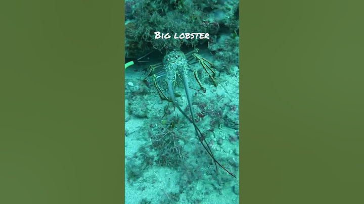 Big lobster #neverenoughdiving #fishing #spearfishing #florida #scubadiving #lobster #catch