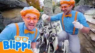 Blippi lernt etwas über tolle Tiere im Zoo 🐧 Blippi Deutsch | Abenteuer und Videos für Kinder