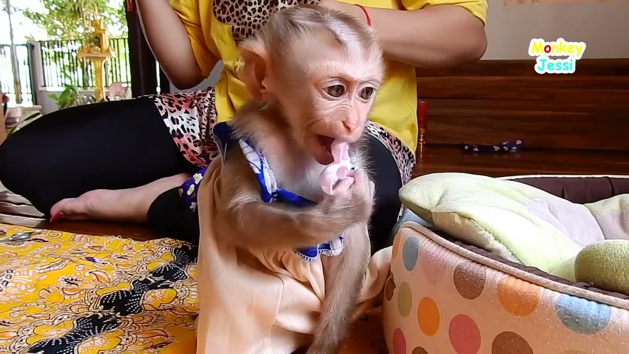Sweet little monkey Jessi happy play around mommy