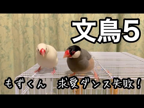 【文鳥5】もずくん　求愛ダンス失敗！　#020