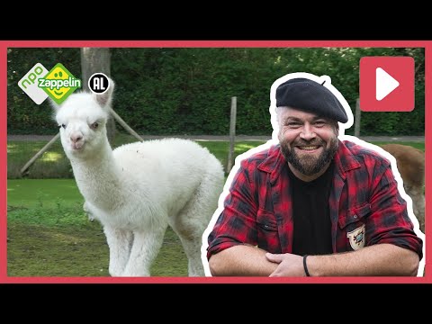 Video: Ik werk met dieren: mijn leven met Alpacas