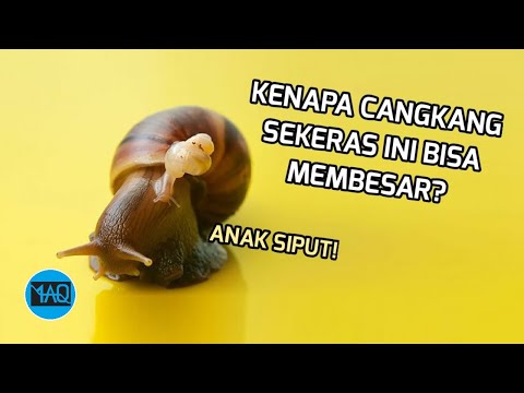 Video: 3 Cara Membesarkan Siput