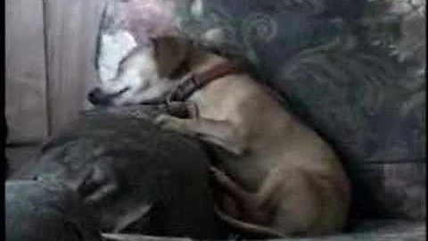MY DOGS