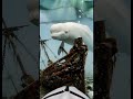 🐋 The Arctic Ghost Beluga &amp; The Sunken Whaling Ship ❄️⚓