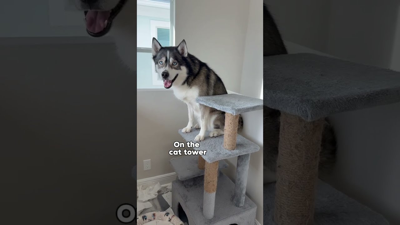I Found My Husky In The Weirdest Places Dogsofyoutube Dog Dogs Huskies