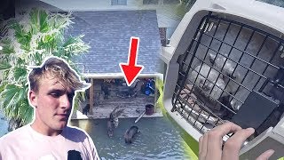 Saving Animals Caught In The Hurricane (emotional..)