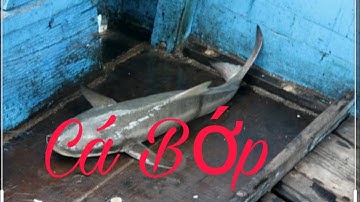 Câu cá Bóp ở CÔN ĐẢO _câu cá ăn ai ngờ nhạt được bí kíp(Small fishing gets big fish)