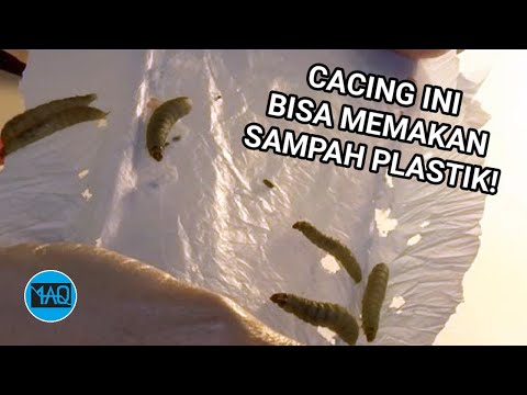 Ilmuwan Menemukan Cacing yang Bisa Memakan Sampah Plastik! Apakah Bisa Mengurangi Sampah di Bumi?