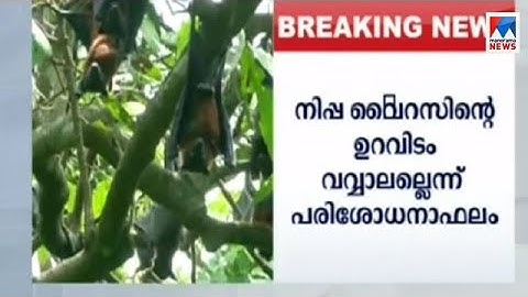നിപ്പയുടെ ഉറവിടം വവ്വാലല്ല; ആശങ്കയേറ്റി പരിശോധനാ റിപ്പോര്‍ട്ട് പുറത്ത് | Nipah Virus