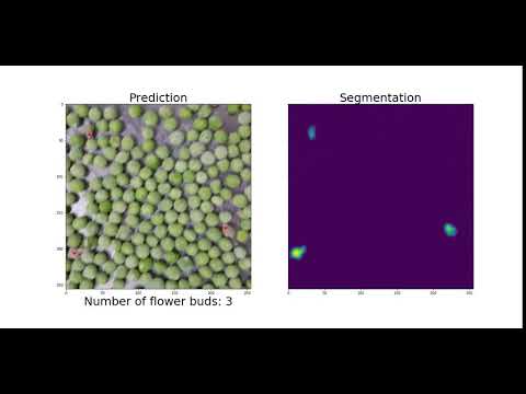 Automatic flower bud counting