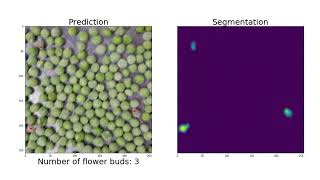 Automatic flower bud counting