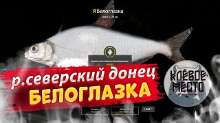 Русская рыбалка 4 - Фарм серебра | Белоглазка р. Северский донец |- рр4 троф