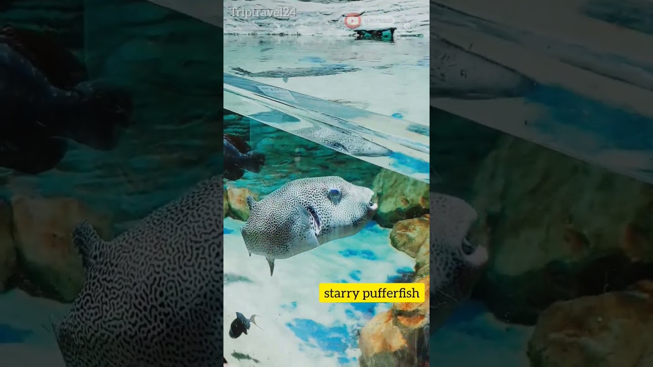 cute starry puffer fish 🐟 | marine fish 
