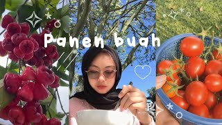 🍓panen🪵 buah💐 jambu✨|| kumpulan tiktok indah liswanti terbaru