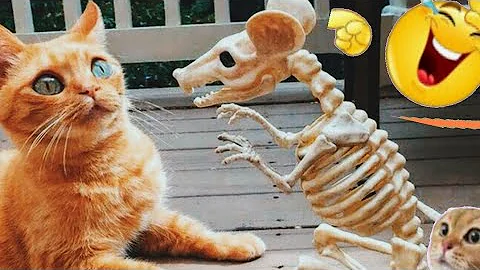 Video 5087491: funniest hilarious cat dog, hilarious funny cat dog, cute cats dogs hilarious, animals funniest cats dogs