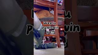 orangecat catlovers animallovers adoptdontshop petlovers