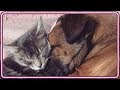 【感動】病気で苦しむ犬に寄り添う猫。強い絆で結ばれた2匹の家族愛に胸が熱くなる【世界が感動！涙と感動エピソード】