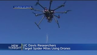 UC Davis Researchers Targeting Spider Mites With Bug Drone Strikes