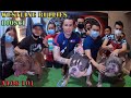 NAKAKALULA GRABE WESTLINE BULLIES TEAM BIOSCI AMERICAN BULLY DOG | DON RAIDER VLOG 101