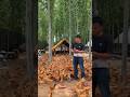 How to Golden mishri farming (2) 🧺🐓 #shorts #shortsfeed #shortsvideo #viralvideo