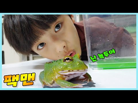 팩맨 개구리 입양했어요!  아주 귀여워요!  사육장 만들기! 먹이주기~ 정훈TV