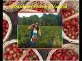 Strawberry  farm kids find fun picking strawberries  madridspain bhramanvlog7