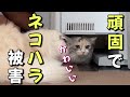 我が家の猫に頑固で可愛らしいネコハラを受けました